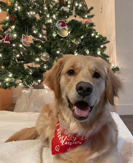 Welcome to HoneyPaws™ — a brand inspired by my golden retriever, Honey 🐶